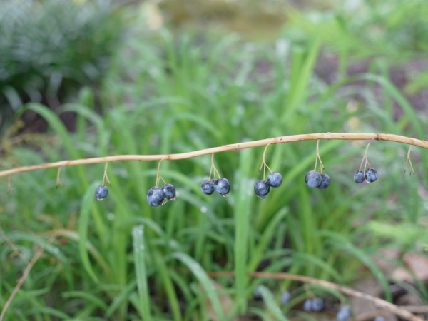 f:id:elmikamino:20111007105531j:image