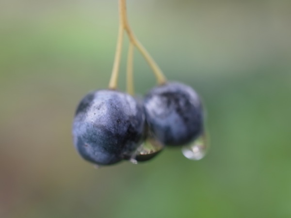 f:id:elmikamino:20111007105613j:image