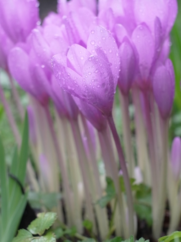 f:id:elmikamino:20111007105802j:image