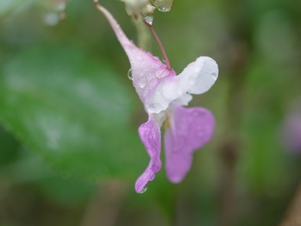 f:id:elmikamino:20111007110539j:image