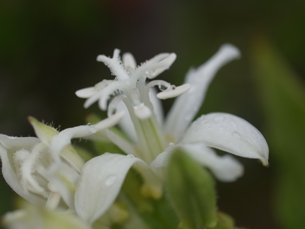 f:id:elmikamino:20111007110717j:image