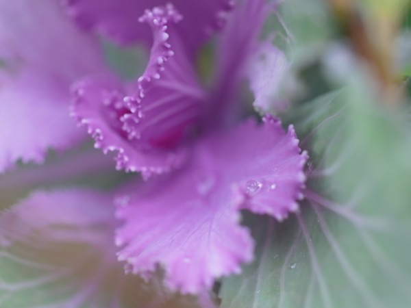 f:id:elmikamino:20111007110812j:image