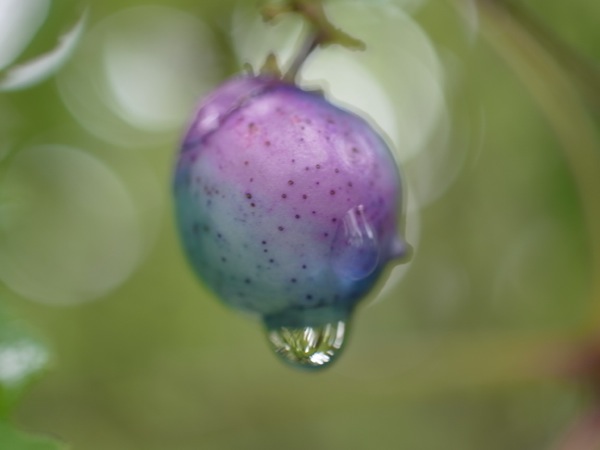 f:id:elmikamino:20111007111047j:image