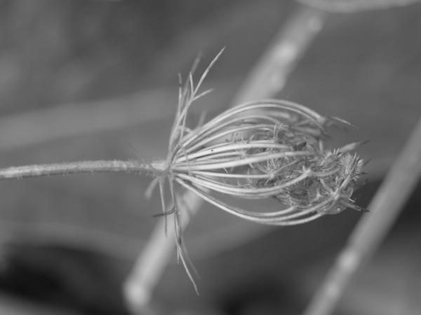 f:id:elmikamino:20111007112227j:image