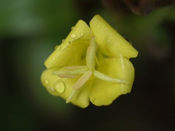 f:id:elmikamino:20111007112300j:image