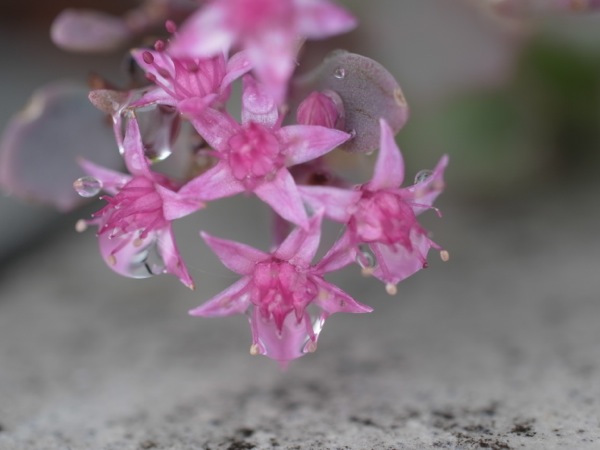 f:id:elmikamino:20111007112553j:image