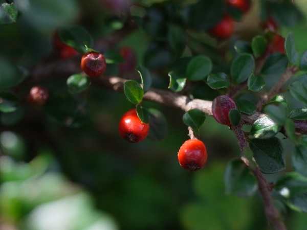 f:id:elmikamino:20111011101848j:image