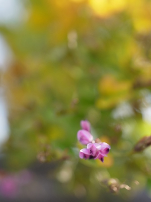 f:id:elmikamino:20111011102257j:image