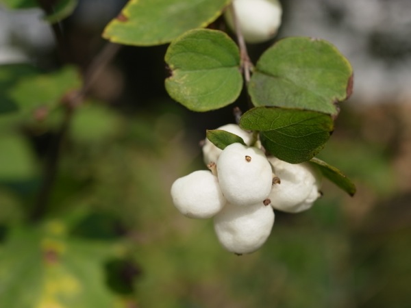 f:id:elmikamino:20111011102419j:image