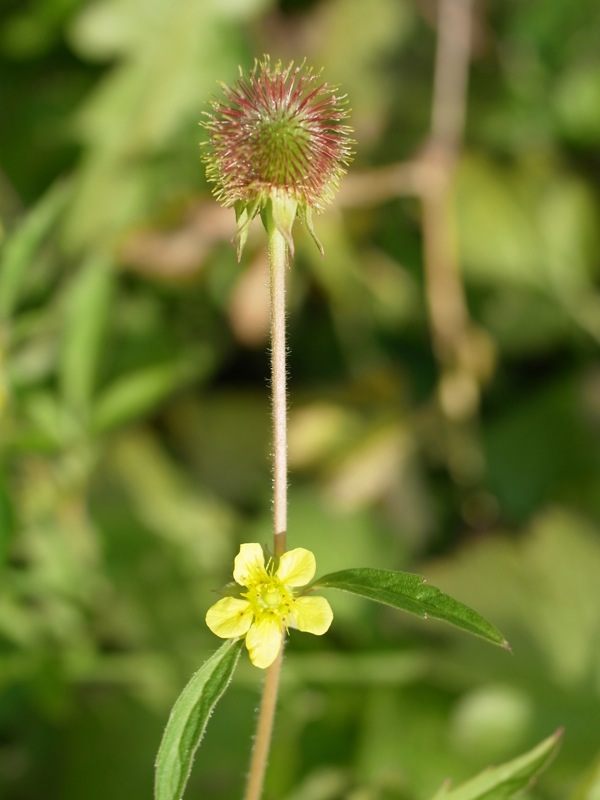 f:id:elmikamino:20111011102555j:image