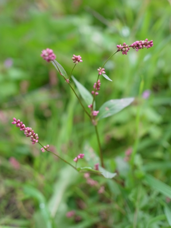 f:id:elmikamino:20111011102756j:image