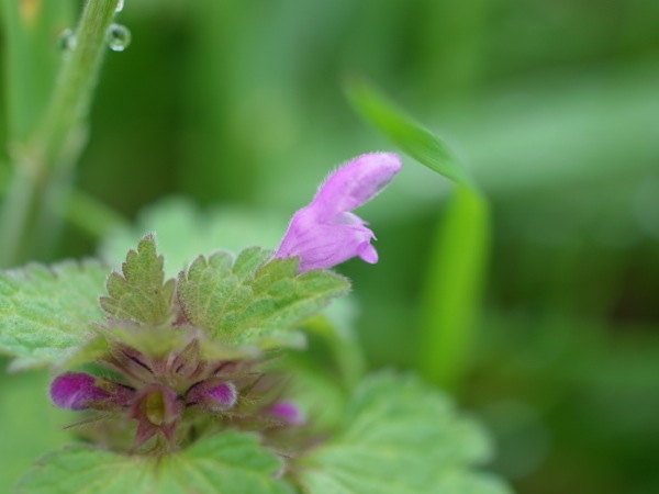 f:id:elmikamino:20111011102826j:image