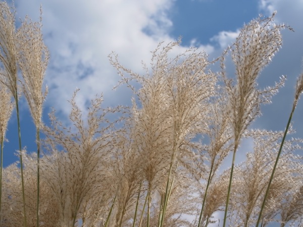 f:id:elmikamino:20111011102940j:image