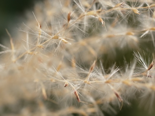 f:id:elmikamino:20111011103046j:image