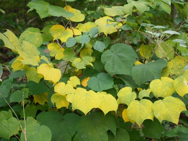 f:id:elmikamino:20111011104205j:image