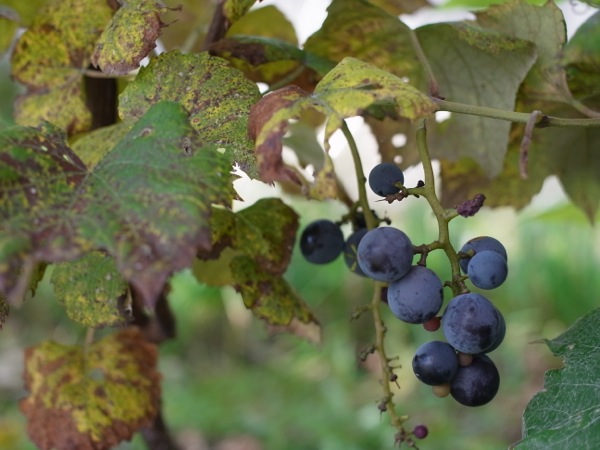 f:id:elmikamino:20111011105557j:image