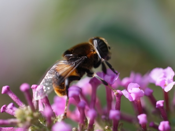 f:id:elmikamino:20111011105734j:image