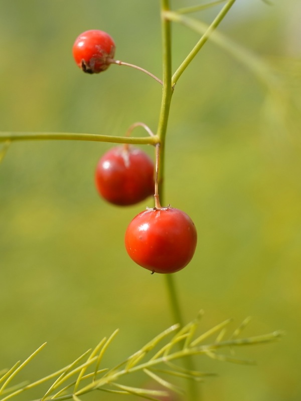 f:id:elmikamino:20111011105823j:image