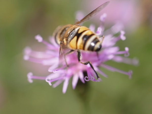 f:id:elmikamino:20111011110403j:image