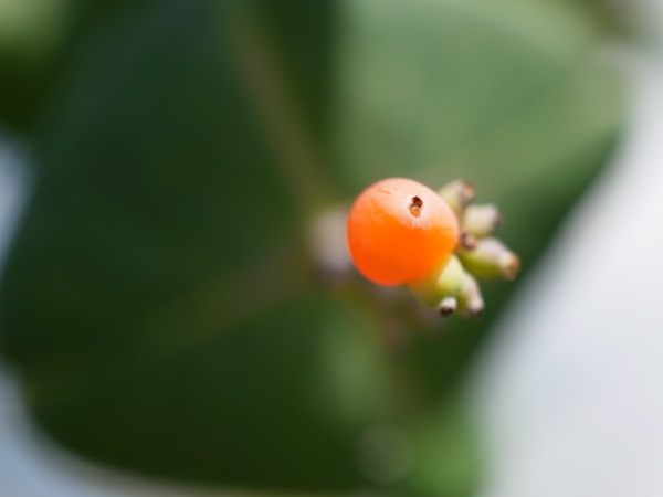 f:id:elmikamino:20111011110629j:image