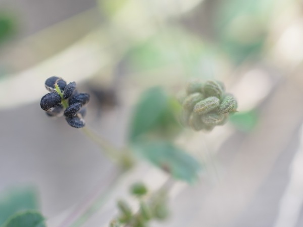 f:id:elmikamino:20111011111748j:image