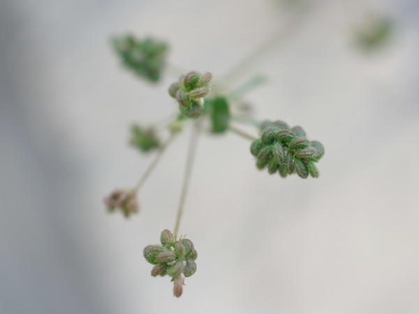 f:id:elmikamino:20111011111758j:image