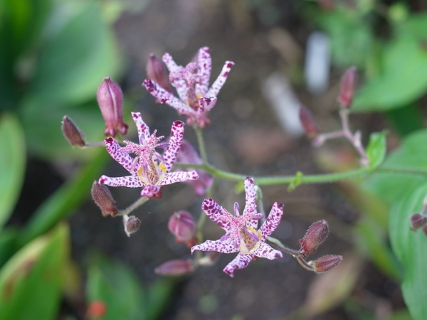 f:id:elmikamino:20111011112051j:image