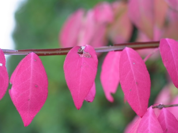 f:id:elmikamino:20111011112615j:image