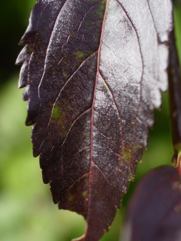 f:id:elmikamino:20111011113125j:image