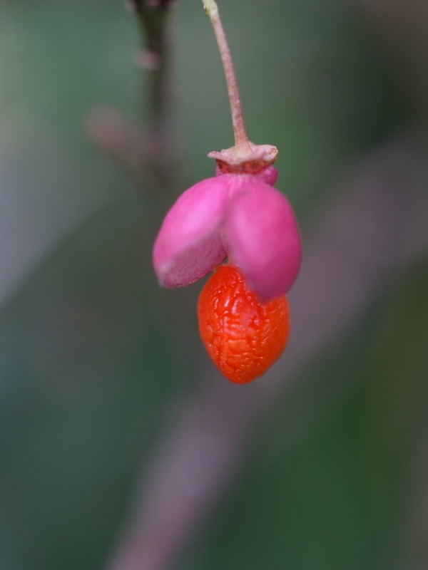 f:id:elmikamino:20111015104646j:image
