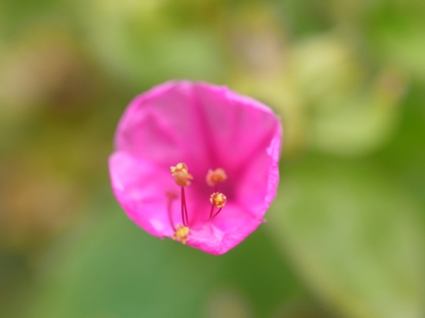 f:id:elmikamino:20111015110823j:image
