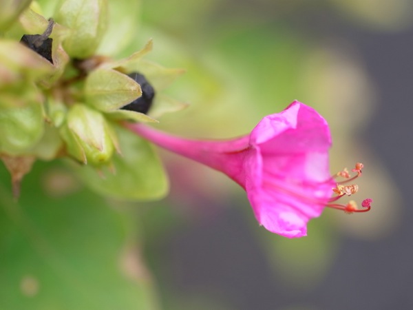 f:id:elmikamino:20111015110833j:image