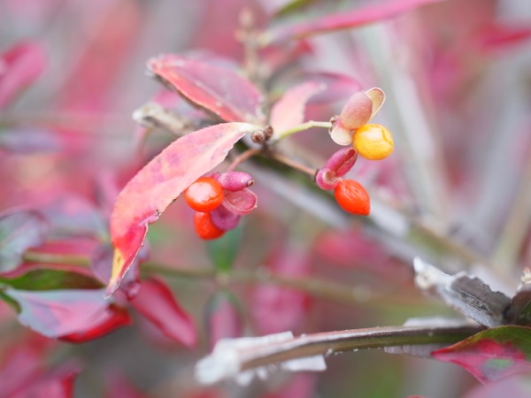 f:id:elmikamino:20111015111025j:image