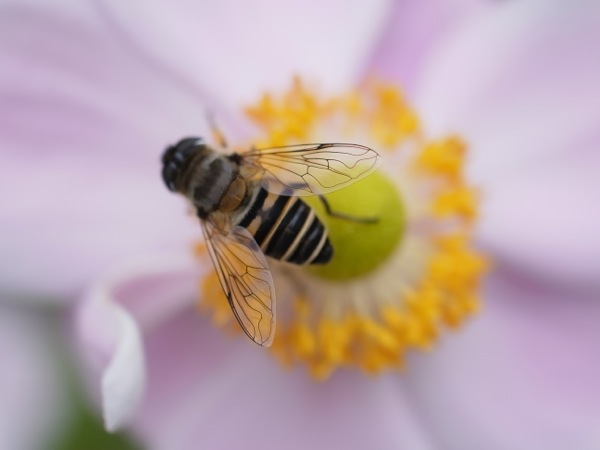 f:id:elmikamino:20111015111237j:image