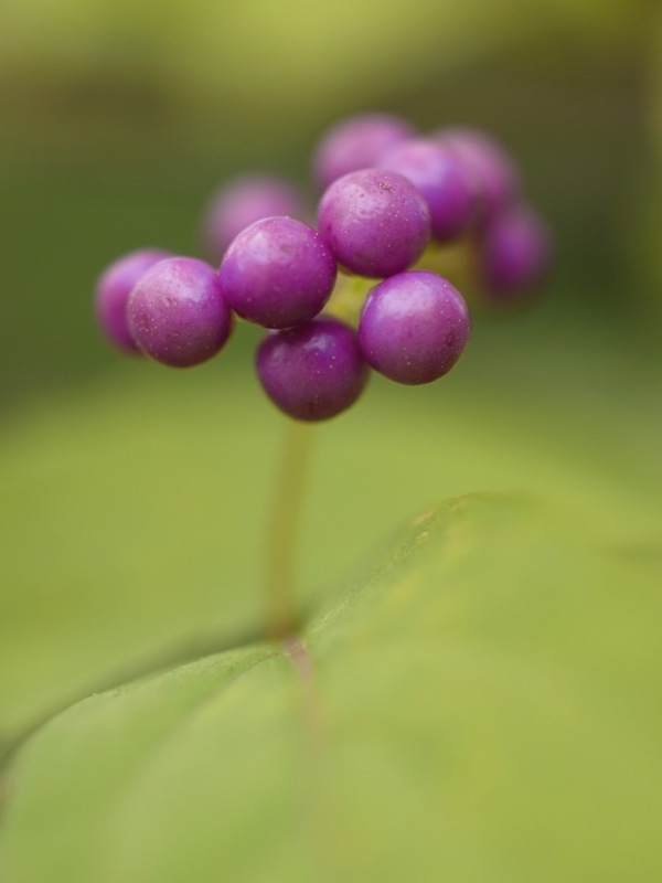 f:id:elmikamino:20111015112821j:image