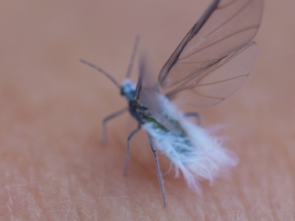 f:id:elmikamino:20111015113358j:image