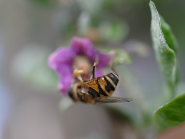 f:id:elmikamino:20111016122156j:image