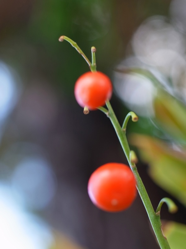 f:id:elmikamino:20111016122842j:image