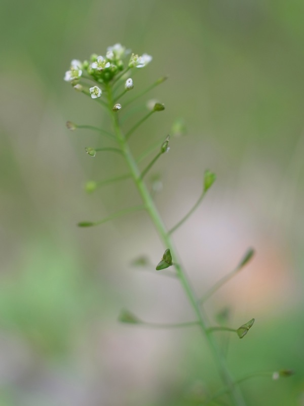 f:id:elmikamino:20111016123022j:image