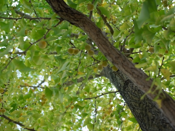 f:id:elmikamino:20111016123109j:image