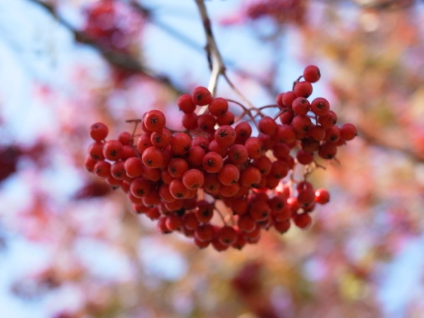 f:id:elmikamino:20111016123355j:image