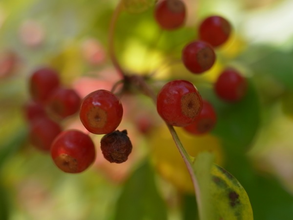 f:id:elmikamino:20111016123658j:image