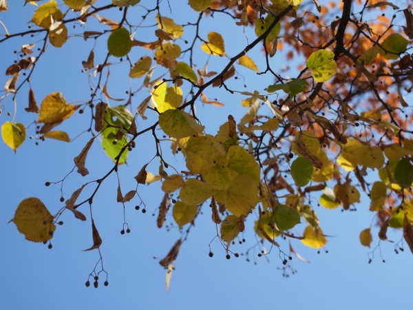 f:id:elmikamino:20111016124058j:image