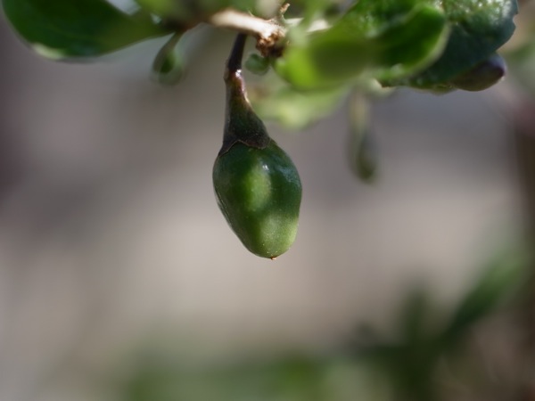 f:id:elmikamino:20111019093604j:image