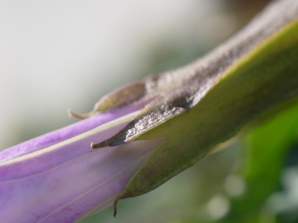 f:id:elmikamino:20111019093748j:image