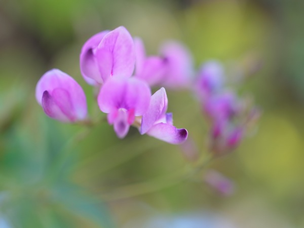 f:id:elmikamino:20111019093848j:image