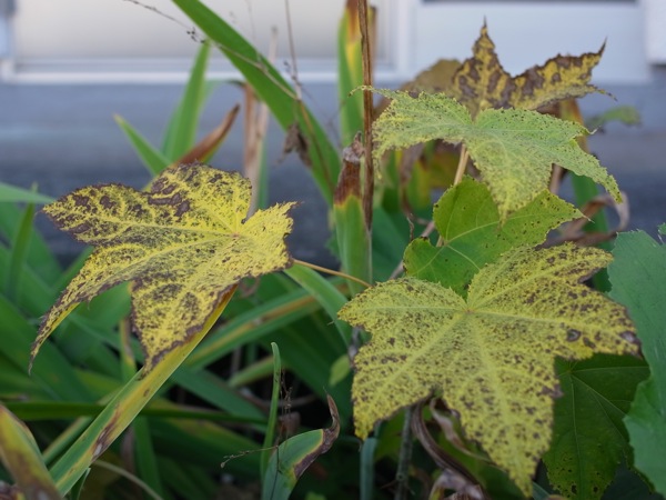 f:id:elmikamino:20111019094132j:image