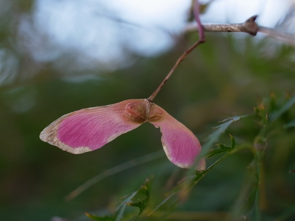 f:id:elmikamino:20111019101450j:image