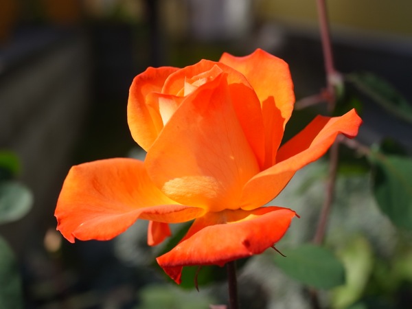 f:id:elmikamino:20111019101553j:image