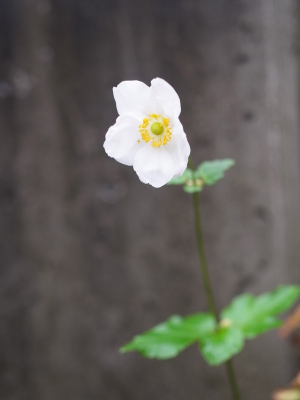 f:id:elmikamino:20111023100928j:image f:id:elmikamino:20111023100928j:image